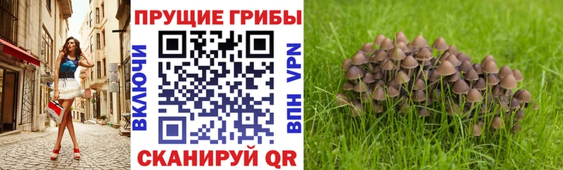 Псилоцибиновые грибы GOLDEN TEACHER  маркетплейс клад  Бийск 